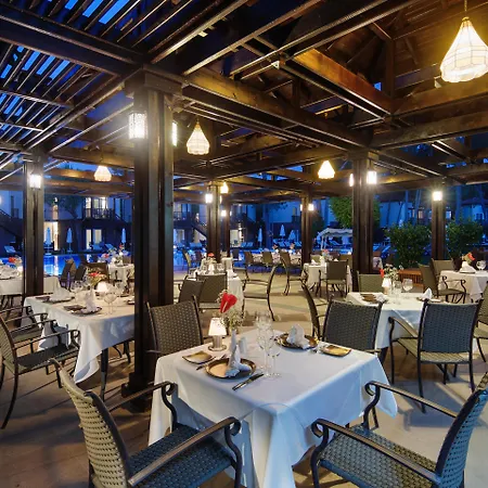 Papillon Ayscha & 5*