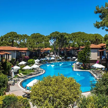 Papillon Ayscha & Belek